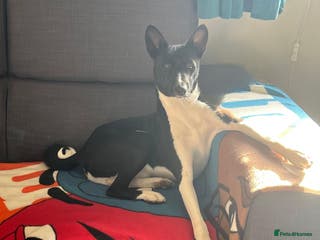 Basenji dogs 🌟 SEEKING A FEMALE BASENJI FOR A PLANNED MATCH!🌟 - Advert 3
