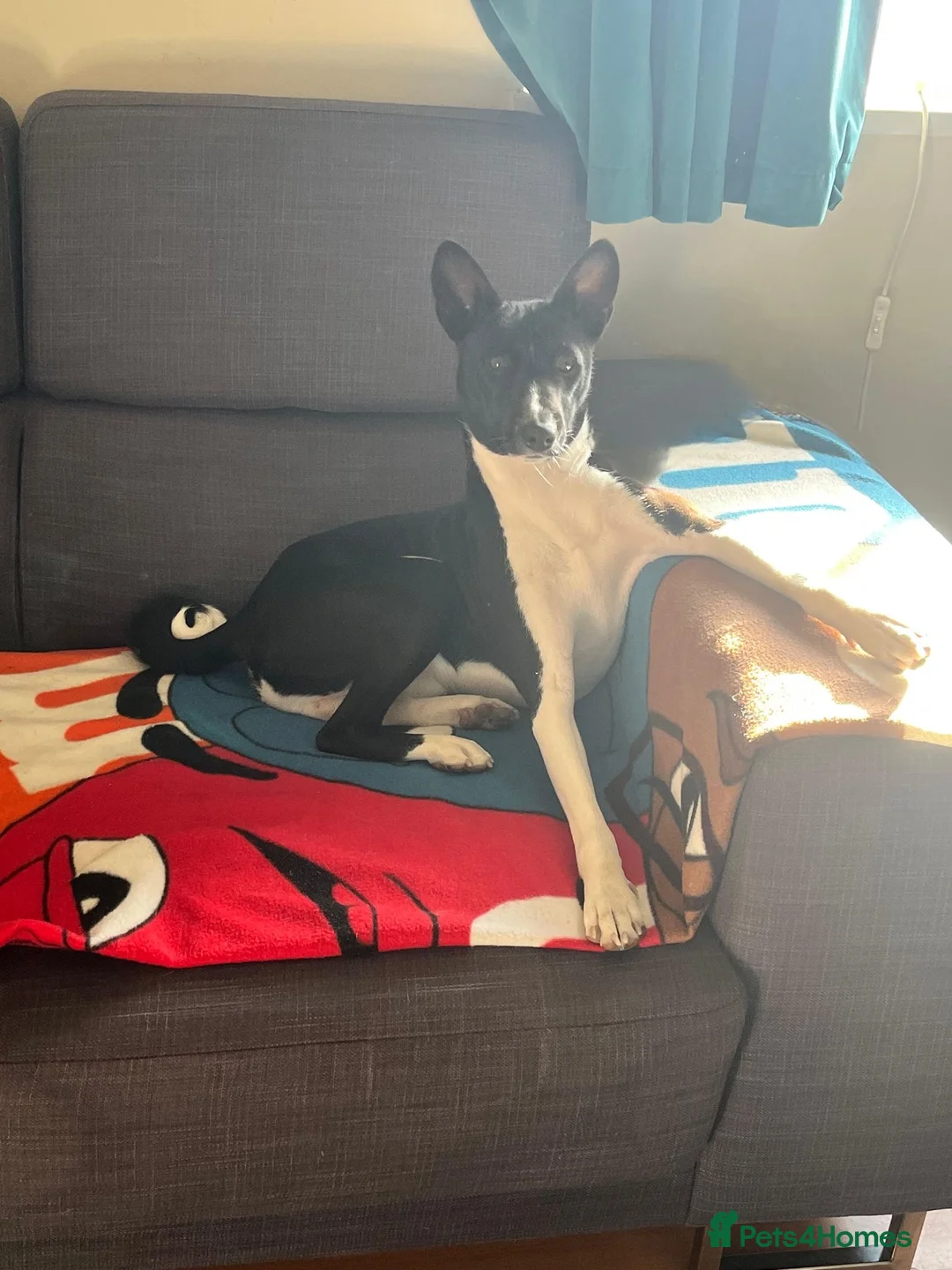 Basenji dogs for stud: 🌟 SEEKING A FEMALE BASENJI FOR A PLANNED MATCH!🌟 - Advert 1
