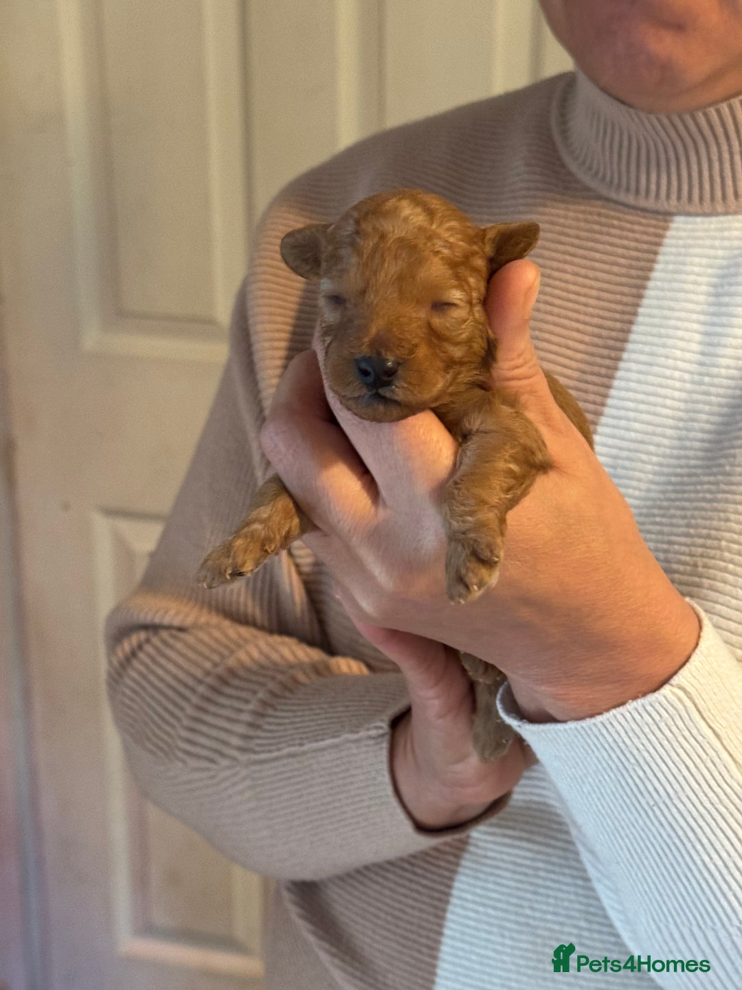 Toy Poodle dogs for sale: Toy Poodles - Advert 10
