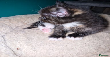 Scottish Fold cats Scottish fold kittens with straight ears - Advert 3