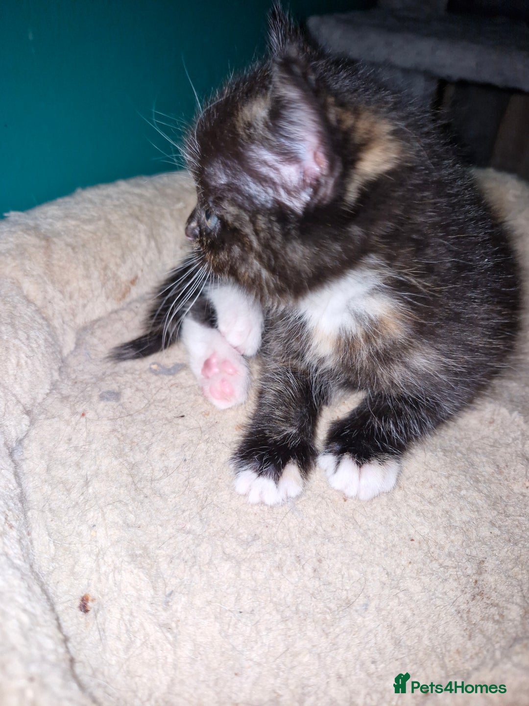 Scottish Fold cats for sale: Scottish fold kittens with straight ears - Advert 2