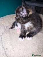 Scottish Fold cats Scottish fold kittens with straight ears - Advert 7