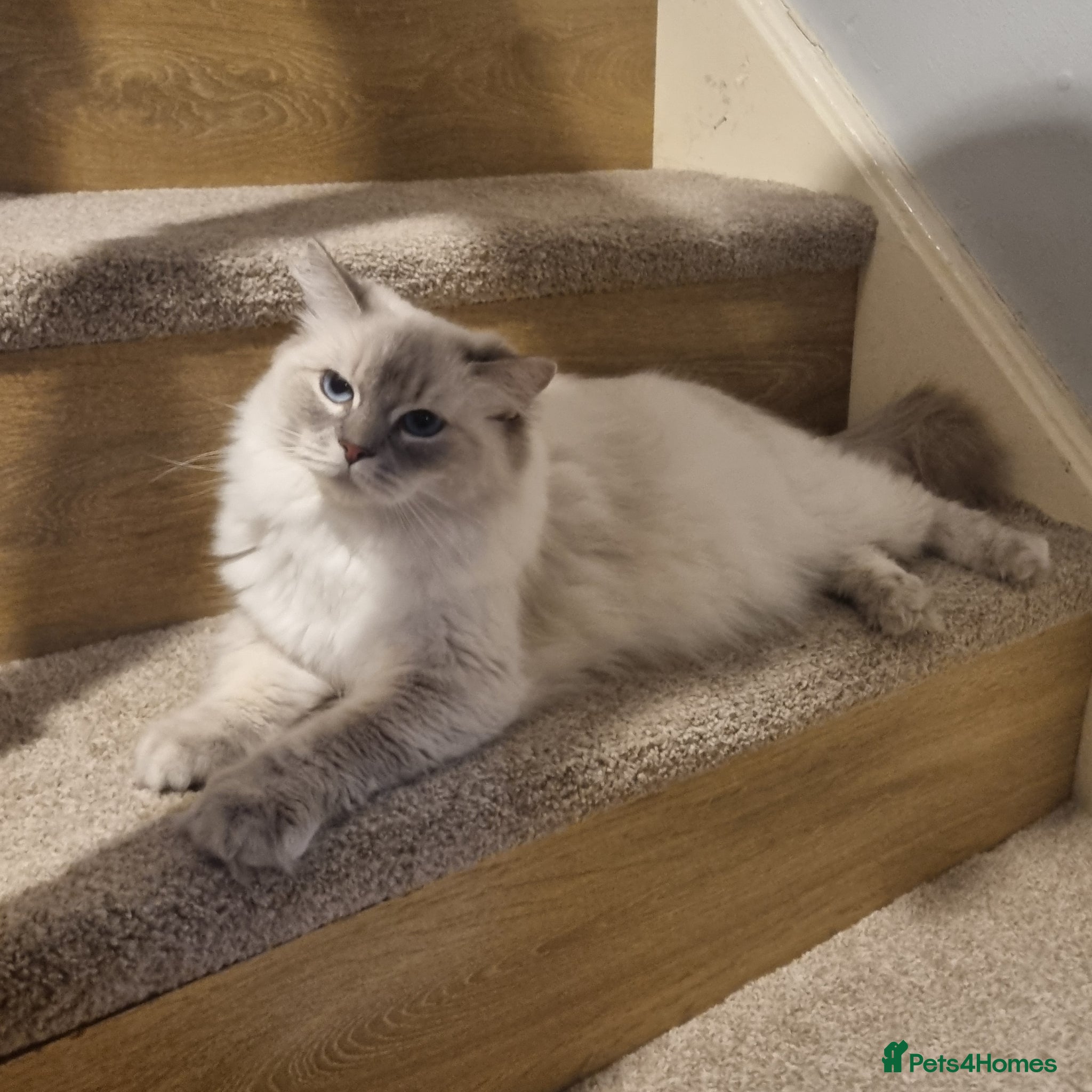 Ragdoll cats Beautiful Ragdoll Female Cat – 18 Months Old  - Advert 1