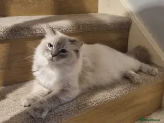 Ragdoll cats Beautiful Ragdoll Female Cat – 18 Months Old - Advert 1