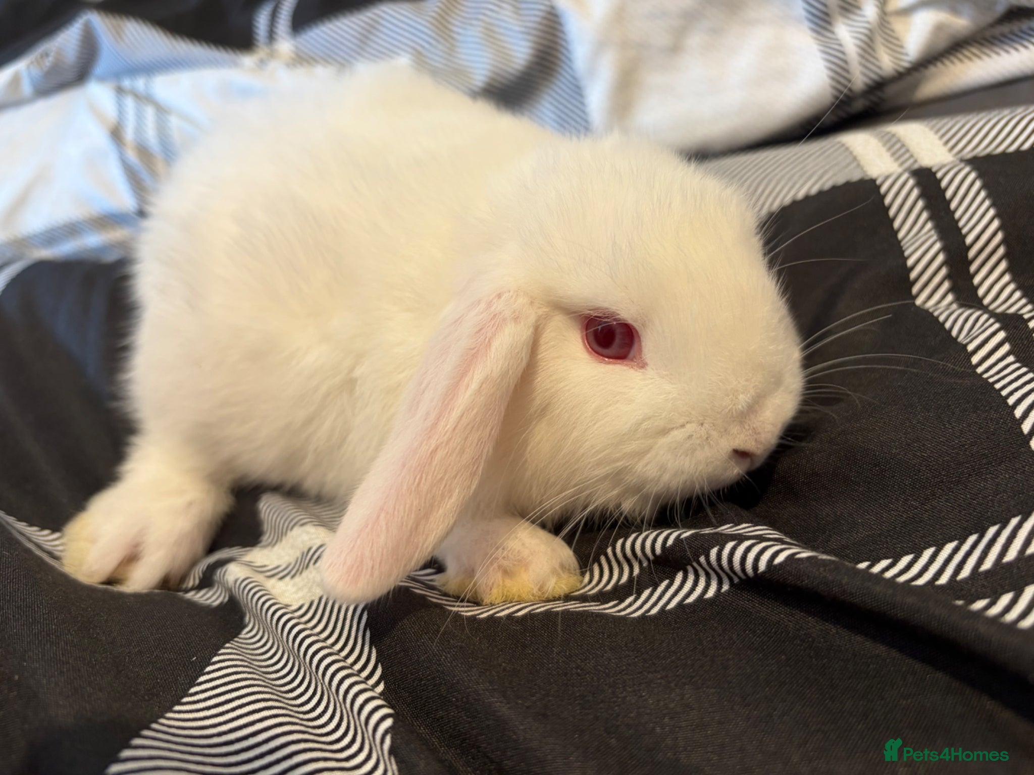 Mini Lop rabbits READY NOW  mini lop BOY - Advert 19