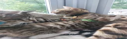Bengal cats for sale:  Ready NOW!Mixed/x tabby/half bengal kittens💙💚🧡 - Advert 15