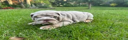 English Bulldog dogs for sale: Top Quality English Bulldog Pups Not Your Usual  in Colchester - Advert 39
