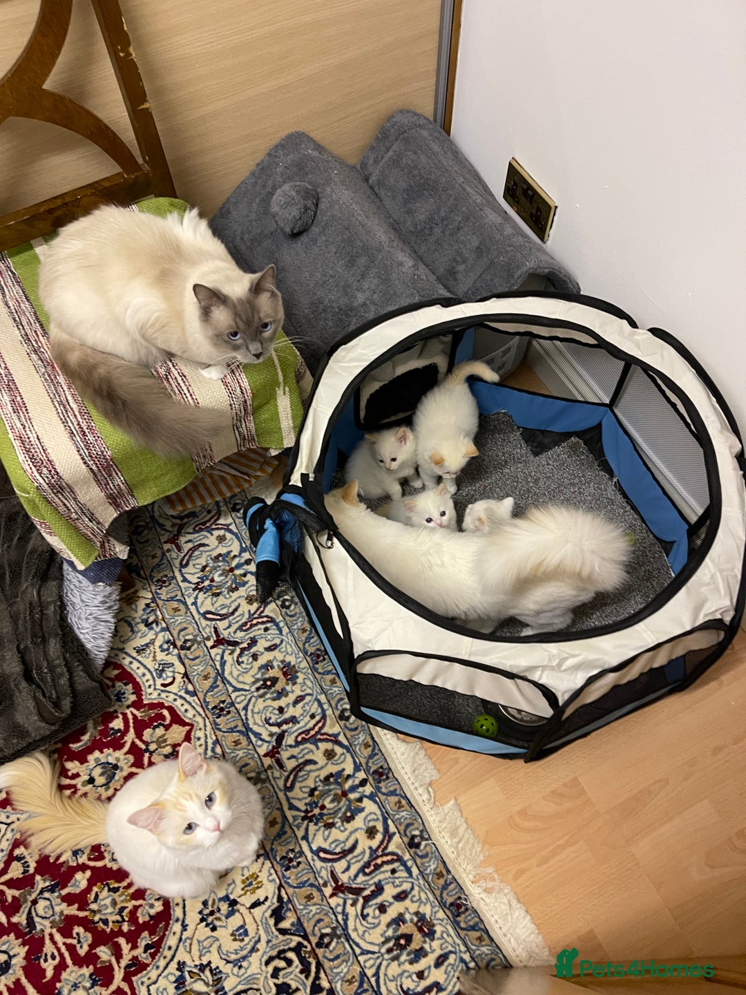 Ragdoll cats for sale: DoB:18/7/25& 14/11/25 Ragdoll Kittens Purebred - Advert 24