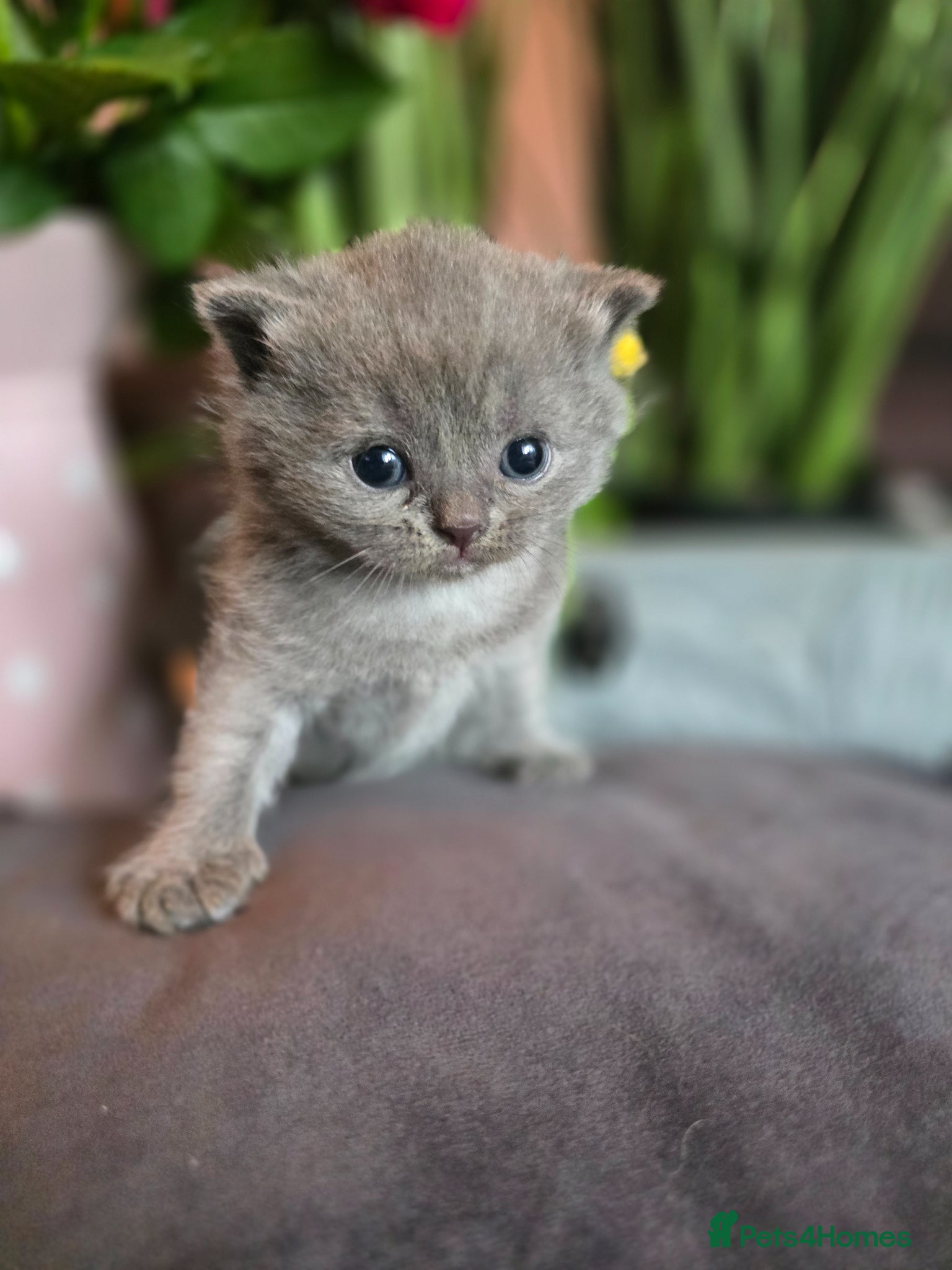 British Shorthair cats Beautiful kittens looking forever home 🏡 😍  - Advert 16