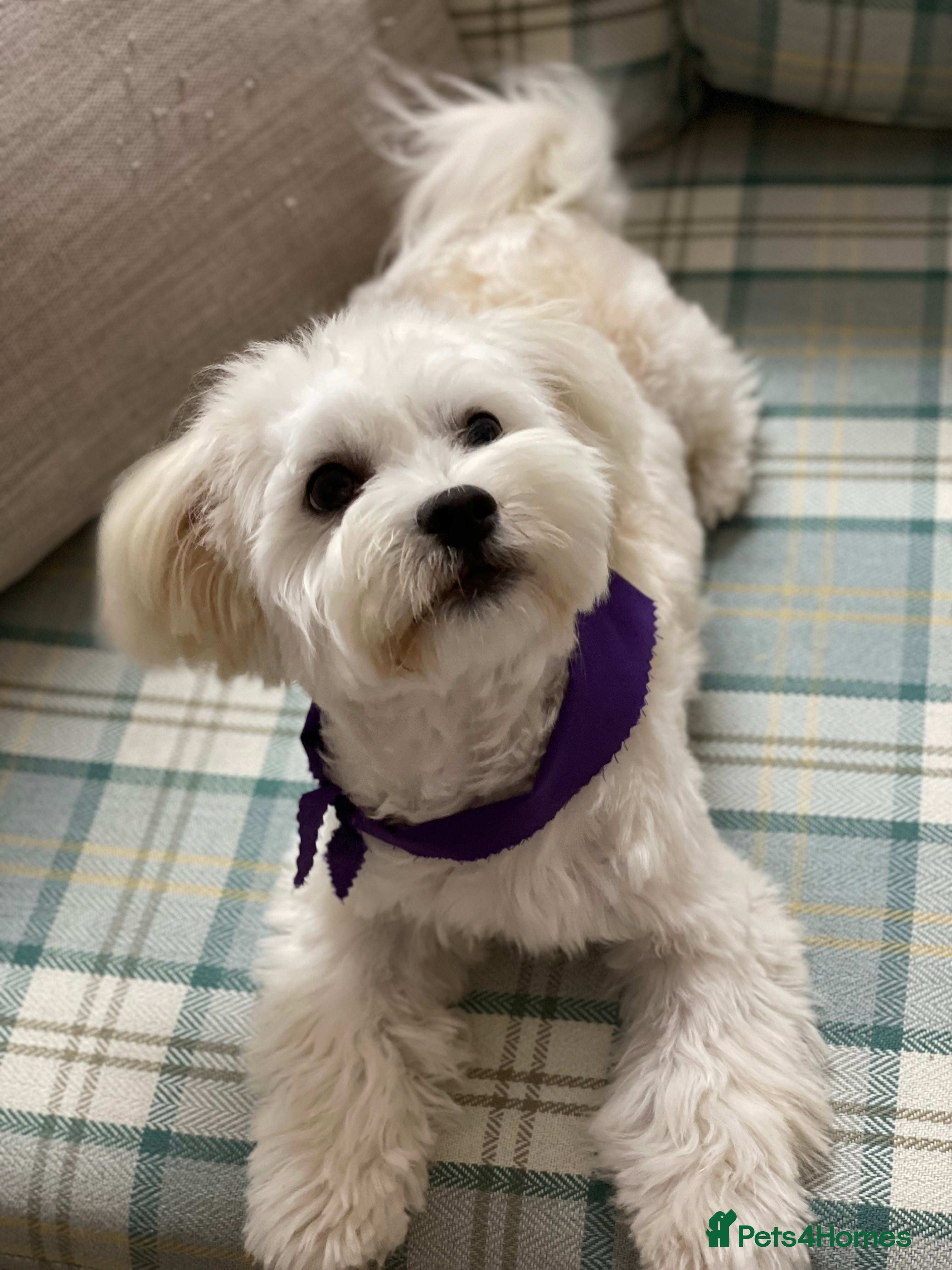 Maltese dogs Bichon 2 lovely boys - Advert 1