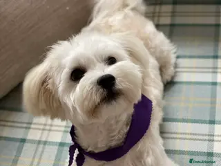 Maltese dogs Bichon 2 lovely boys - Advert 1