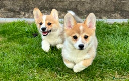 Welsh Corgi Pembroke dogs for sale: Only 2 boys remaining. Ready to go now.  - Image 6