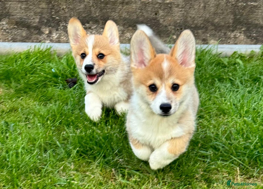 Welsh Corgi Pembroke dogs for sale: Only 2 boys remaining. Ready to go now.  - Image 6