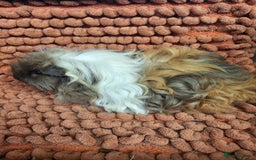Guinea Pig rodents for sale: Baby sheltie and texel Guinea pig boys in Saltburn-by-the-Sea - Image 1