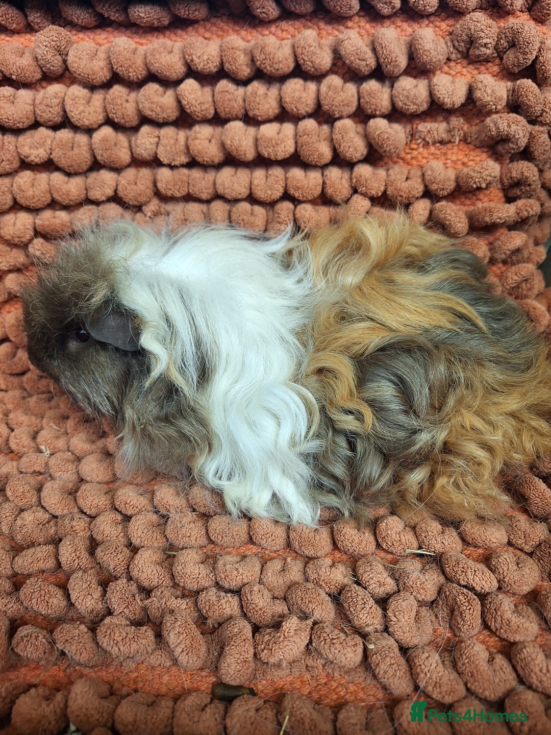 Guinea Pig rodents for sale: Baby sheltie and texel Guinea pig boys in Saltburn-by-the-Sea - Image 1