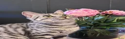 British Shorthair cats for sale: Beautiful litter of British shorthair cross  in Yeovil - Advert 5