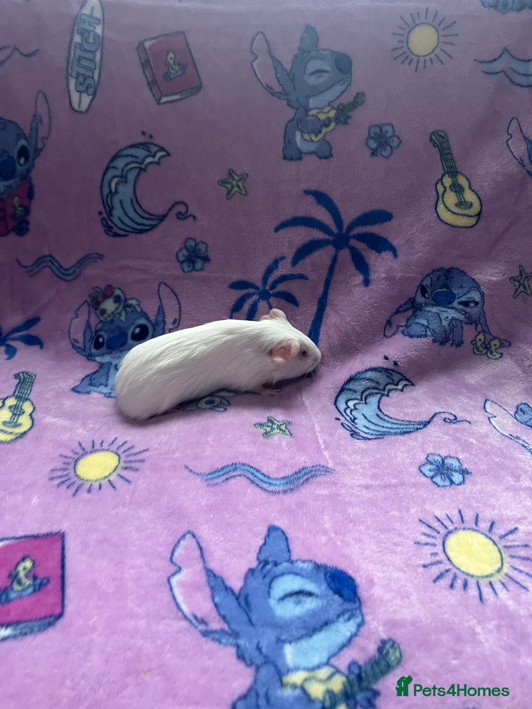 Guinea Pig rodents for sale: Beautiful Baby Brothers. Ghost & Pumpkin - Image 4