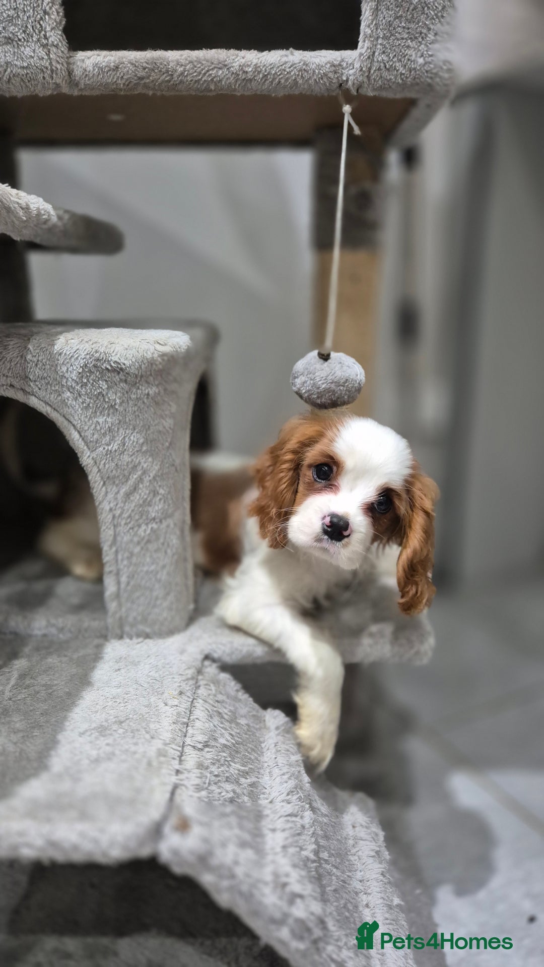 Cavalier King Charles Spaniel dogs for sale: ✨ Gorgeous Puppy Ready for a Loving Home ✨ - Advert 1