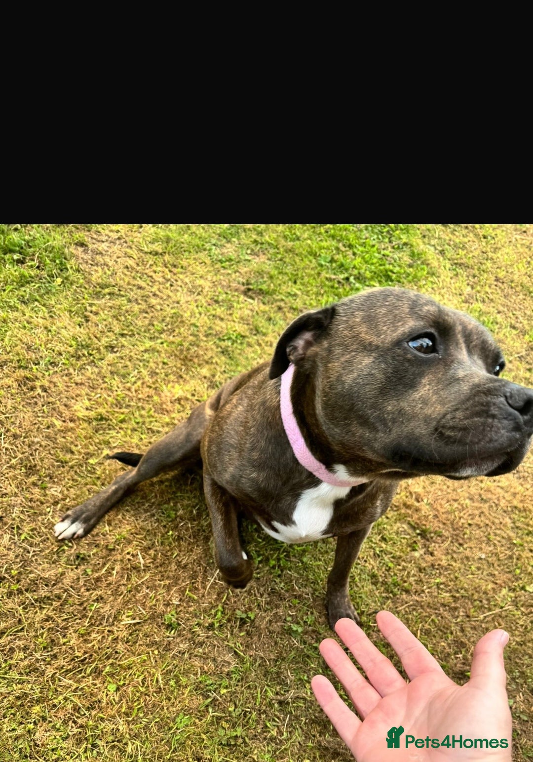 Staffordshire Bull Terrier dogs for sale: Heartbreaking Decision To Rehome  - Advert 3