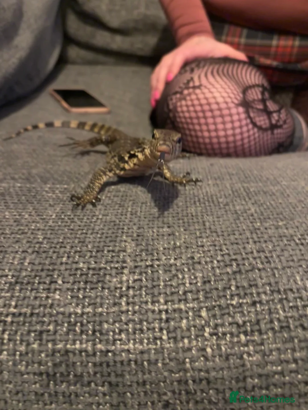 Monitor reptiles for sale: Asian water monitor in Swindon - Advert 3