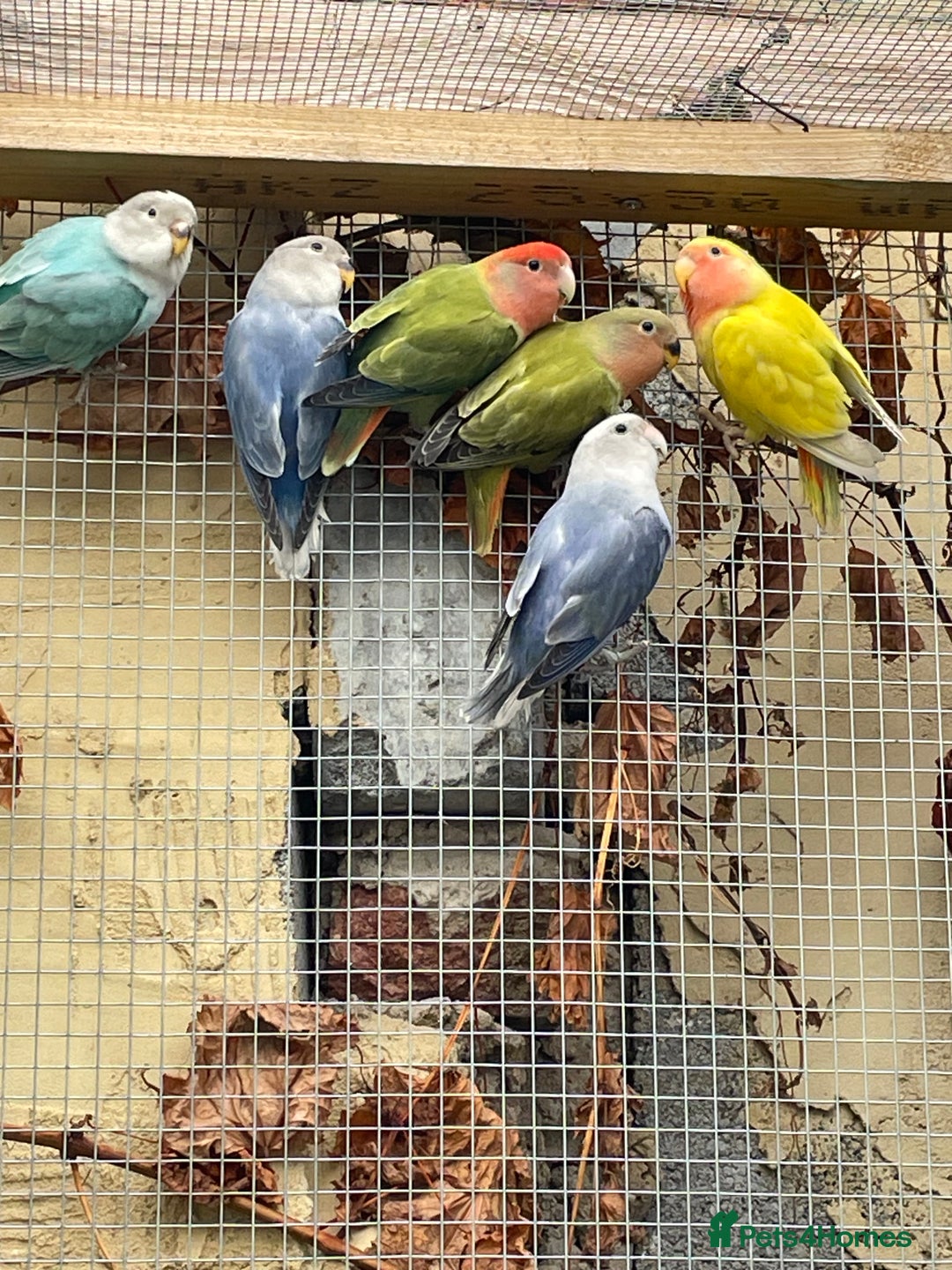 Lovebirds birds for sale: Lovebird babies  - Advert 6