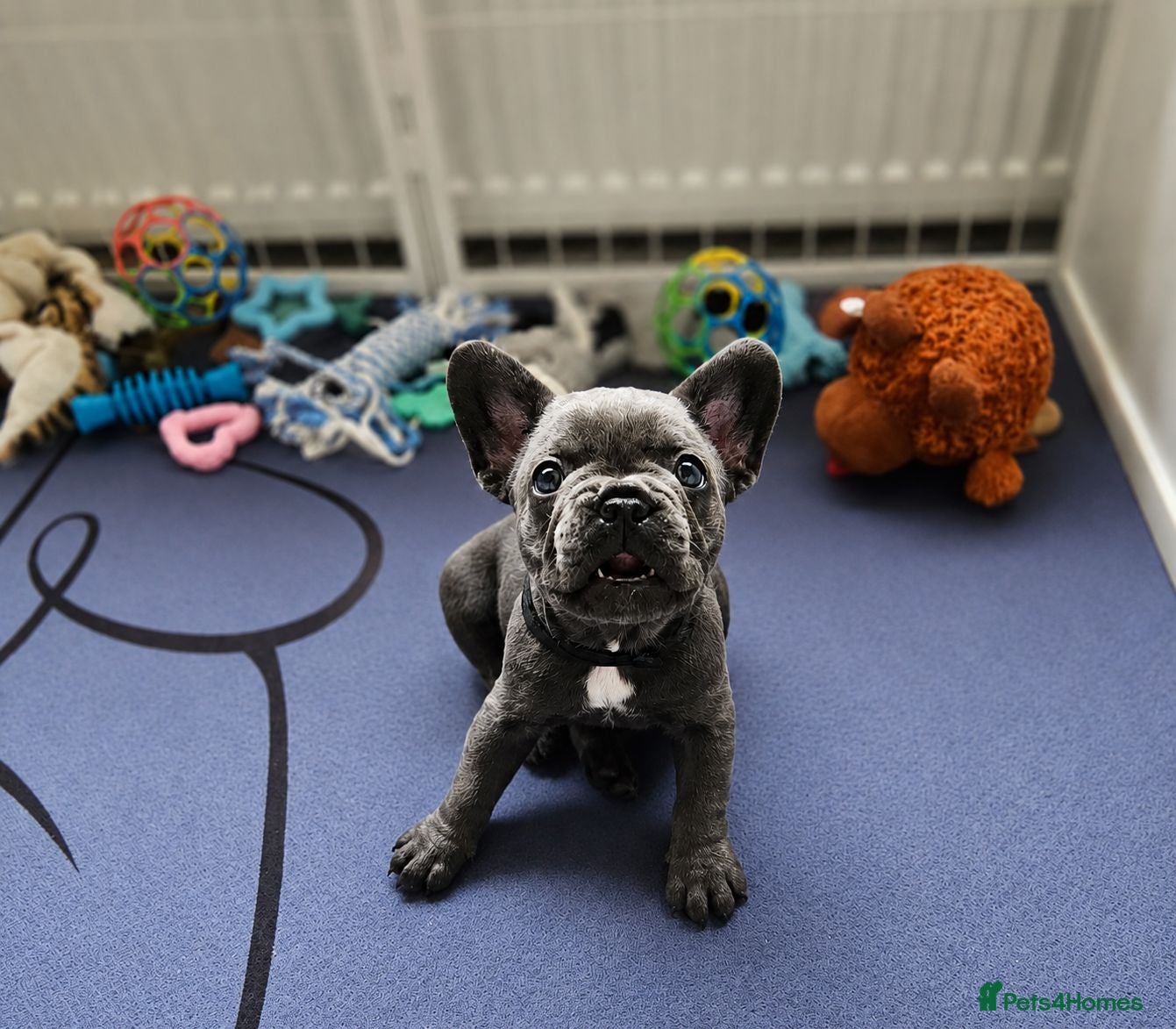French Bulldog dogs Exceptional KC French Bulldog Puppies - Advert 2