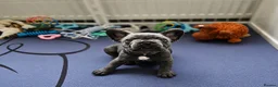French Bulldog dogs for sale: 4 boys and 1 girl left. KC French Bulldog Puppies - Advert 30