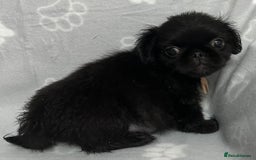 Mixed Breed dogs for sale: 4 fully vaccinated Tiny Pugingeses left  - Image 27