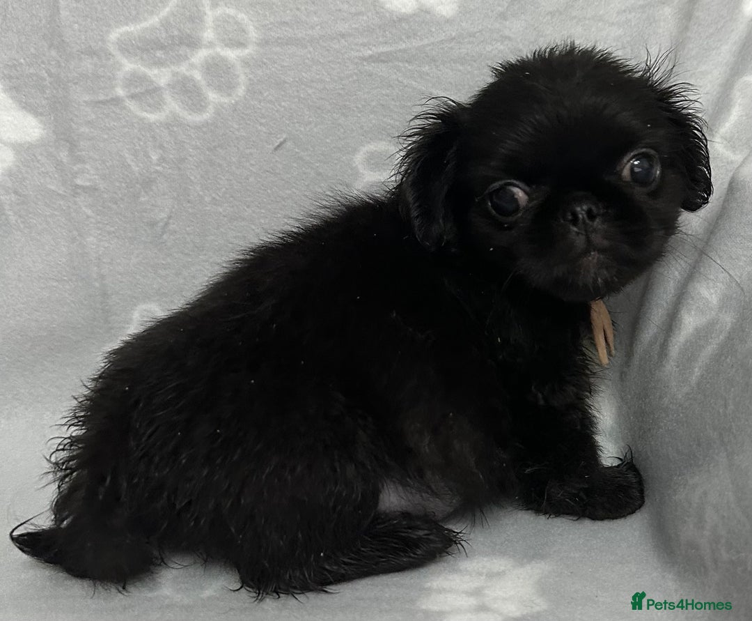 Mixed Breed dogs for sale: 4 fully vaccinated Tiny Pugingeses left  - Image 27