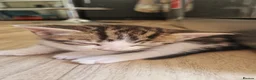British Shorthair cats for sale: 😸 British Shorthair Kittens Ready to Reserve 😸  - Advert 12