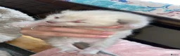 Balinese cats for sale: Balinese boat cross Siamese kittens in Margate - Advert 5