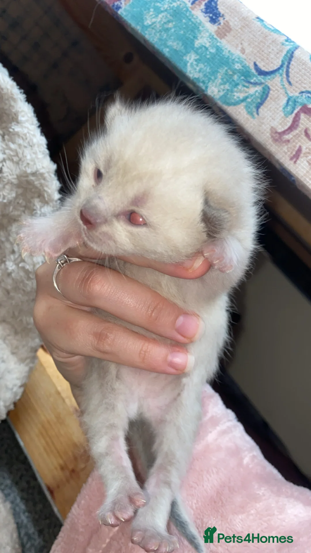 Balinese cats for sale: Balinese boat cross Siamese kittens in Margate - Advert 5