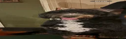Bernedoodle dogs for stud: Walter  - Advert 5
