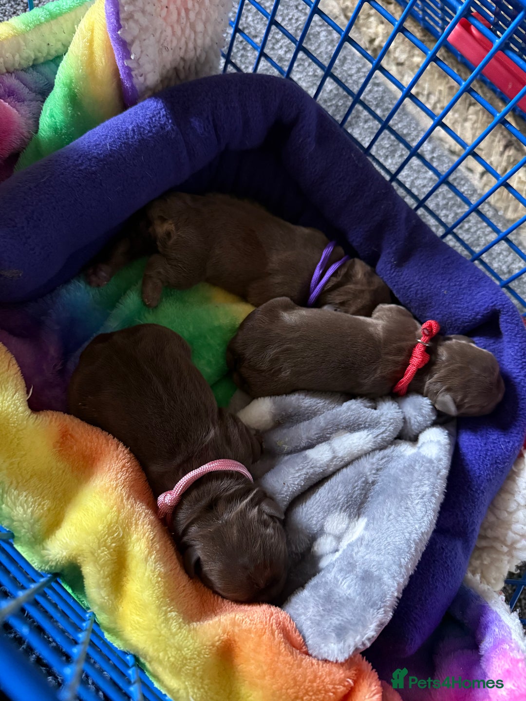 Mixed Breed dogs for sale: CHOCOLATE AND TAN ENGLISH x FRENCHIE - Image 7