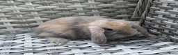 Mini Lop rabbits for sale: Pure bred mini lops - Advert 3