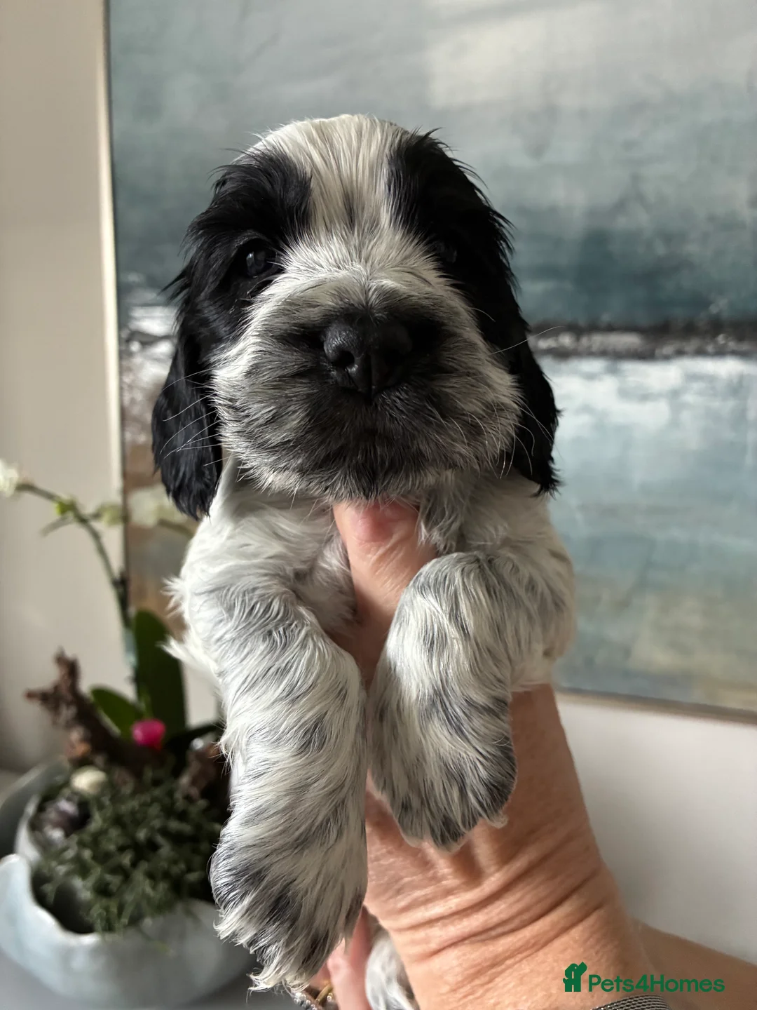 Cocker Spaniel dogs for sale: Show cocker spaniel puppies  - Advert 6