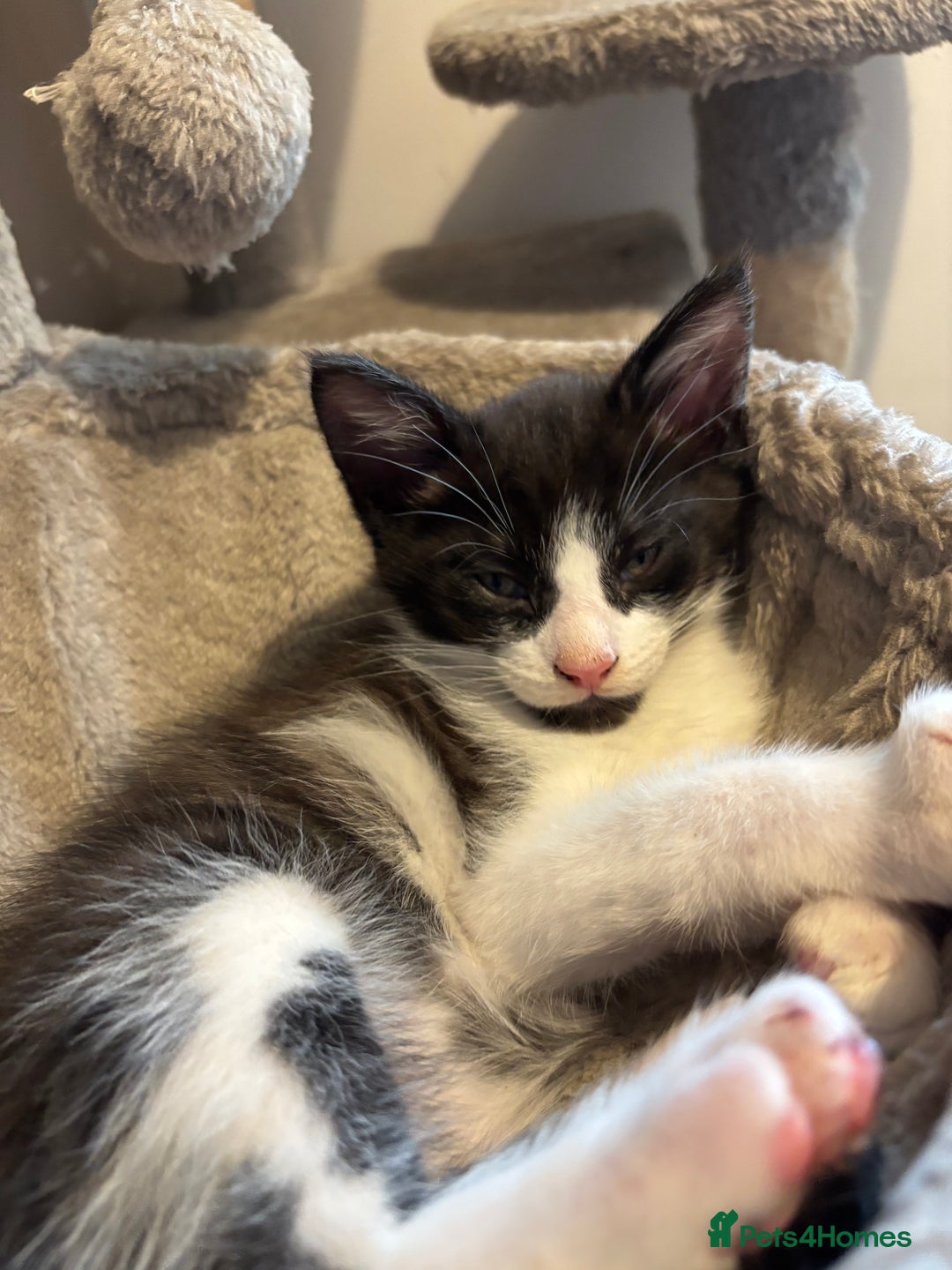 Maine Coon cats for sale: Half Maine coon - Image 4