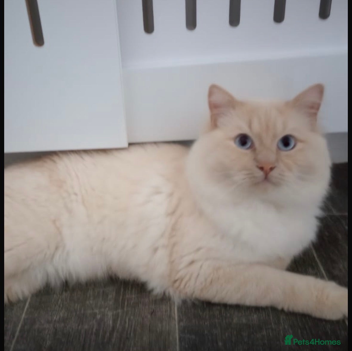 Ragdoll cats Pure flamed Ragdoll male cat - Advert 1