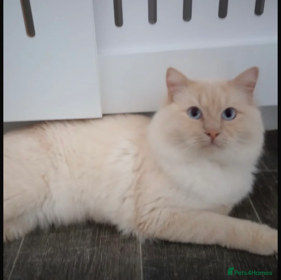 Ragdoll cats for sale: Pure flamed Ragdoll male cat - Advert 1