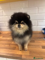 Pomeranian dogs Beautiful teddy bear Pomeranians - Advert 7