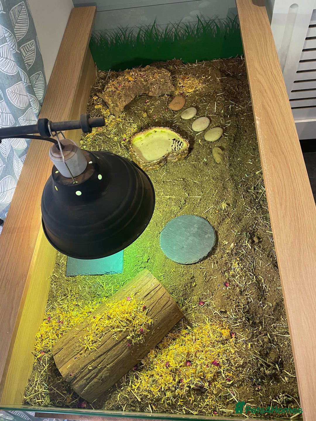 Hermann Tortoise reptiles for sale: Male Hermann Tortoise 5 years old with enclosure  - Advert 10