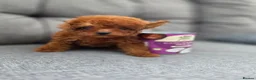Toy Poodle dogs for sale: Asian toy poodle  - Advert 4