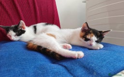 Mixed Breed cats for sale: Two adorable girls - Image 10
