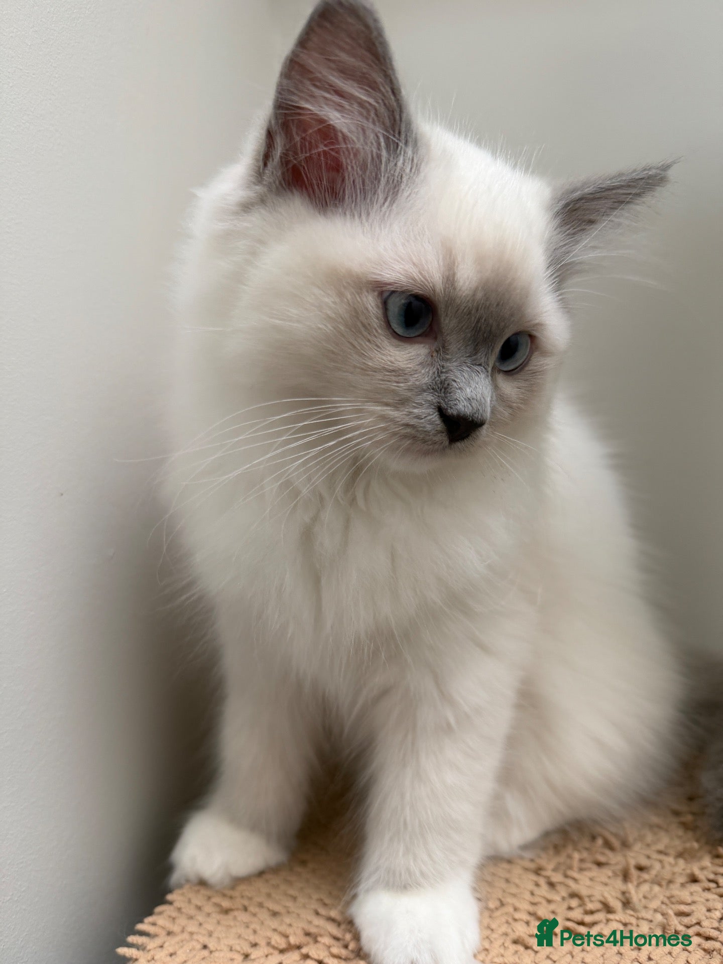 Ragdoll cats Last STUNNING Ragdoll Kitten Remaining 😍 - Advert 2