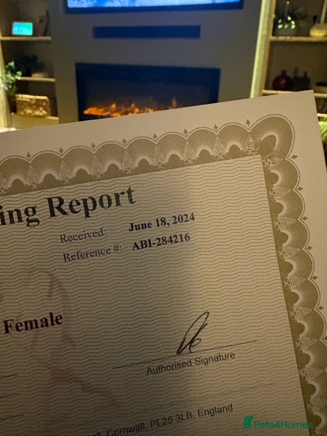 Cockatoo birds for sale: Galah cockatoo  - Advert 3