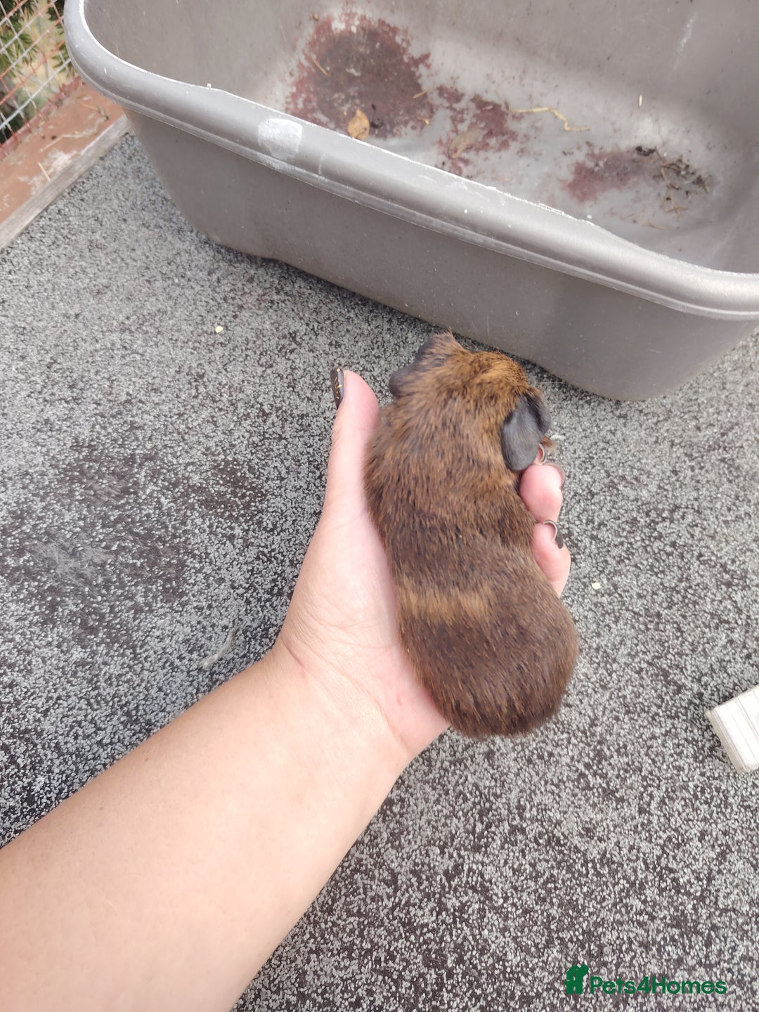 Guinea Pig rodents for sale: Baby boy pigs - Image 3