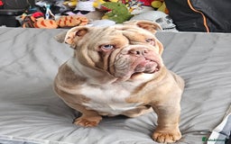 English Bulldog dogs for sale: Lilac Fawn Merle English Bulldog - Image 4