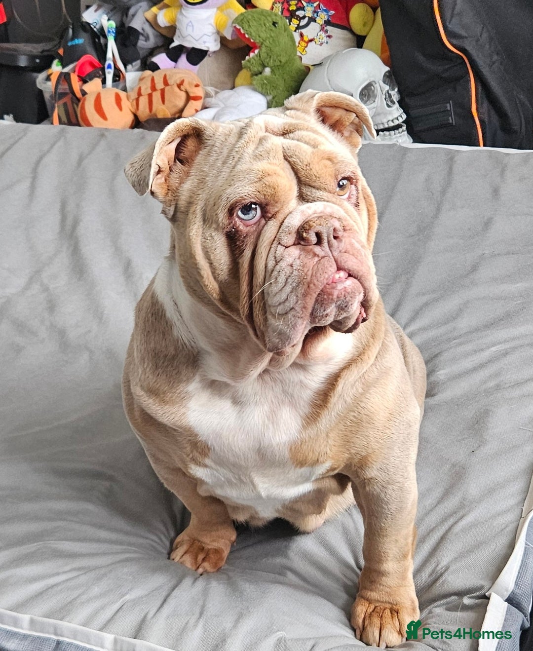 English Bulldog dogs for sale: Lilac Fawn Merle English Bulldog - Image 4