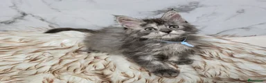 Maine Coon Kitten 3