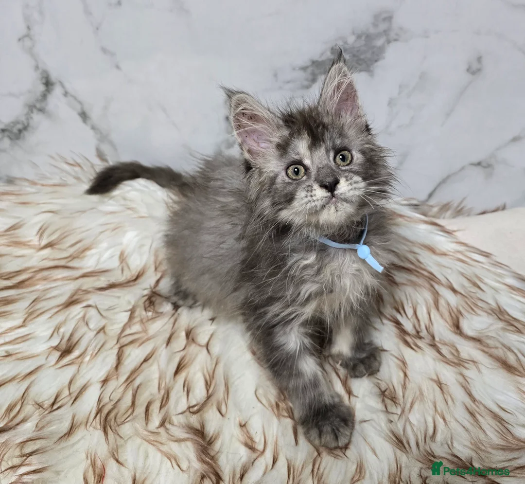Maine Coon cats for sale: 4x Kittens MaineCoon Tica Registred  - Advert 19